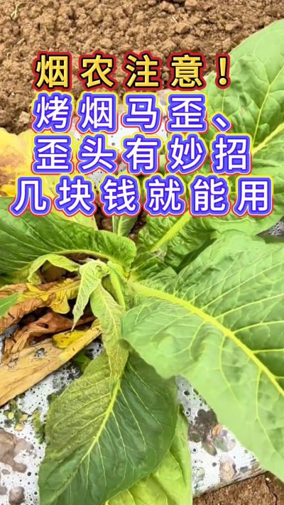 烟农注意，烤烟花叶马歪问题有妙招，几块钱就能用