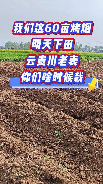 烤烟移栽季，我们60亩明天下田，云贵川老表，你们开栽了吗？