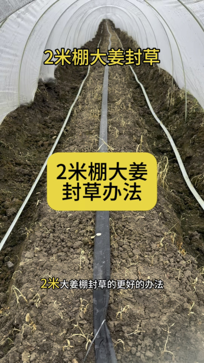 2米棚大姜封草办法