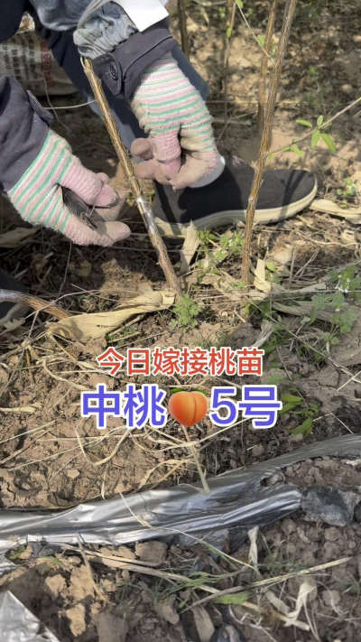 嫁接中桃五号桃树苗
