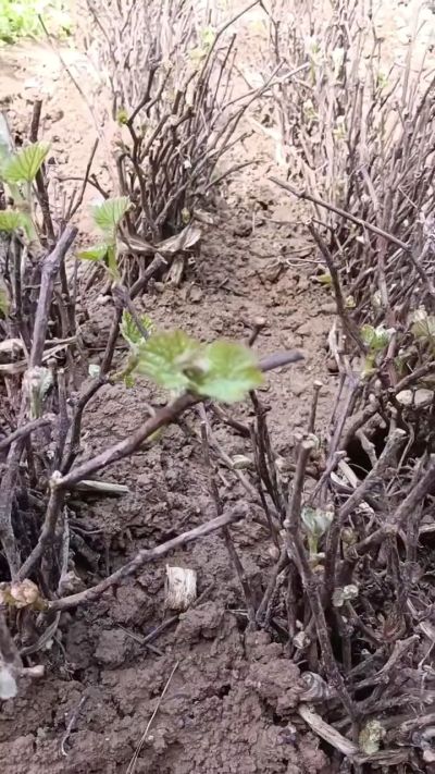 出售五角枫2年苗，500棵。巨峰葡萄苗。2000棵。低价处理。需要联系18534302961