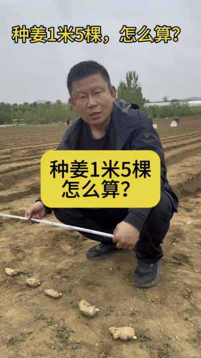 种姜1米5棵，怎么计算？