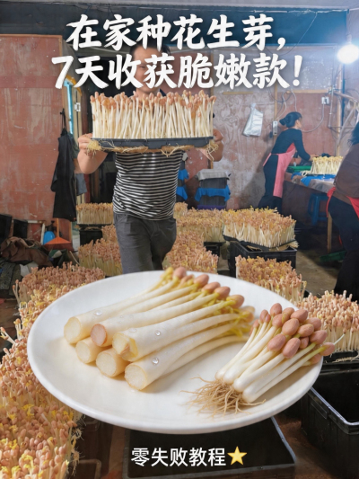 花生芽这样种，新手也能爆盆！3步出芽快、长得壮，厨房角落就能种～