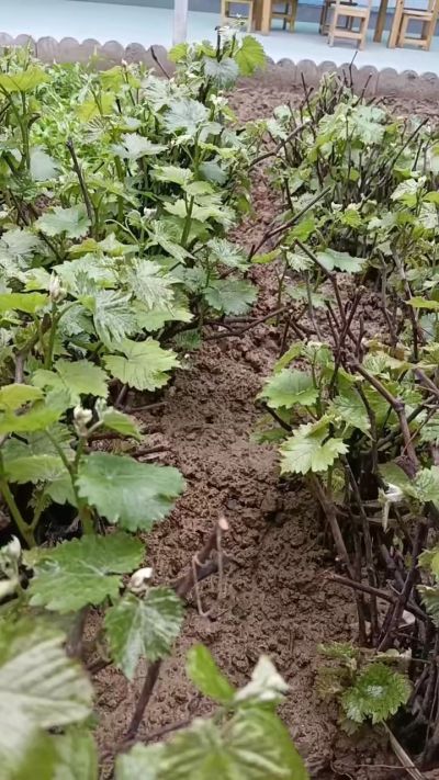 出售五角枫2年苗，500棵，巨峰葡萄苗。2000棵。低价处理。需要联系18534302961