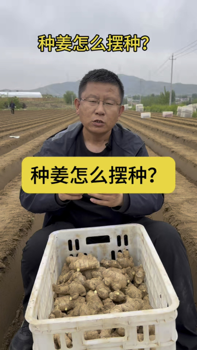 种姜怎么摆种？