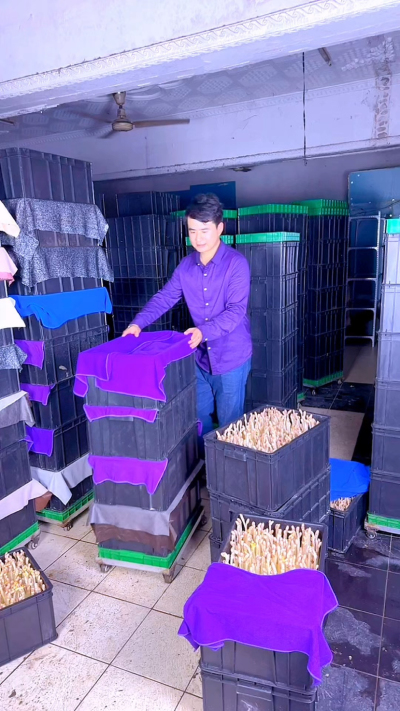 【花生芽种植实操指南】

想试试小成本种植？花生芽种植门槛低、周期短，新手也能快速上手，今天把从种到收的关键技术点讲透，照着做少走弯路&mdash;&mdash;

一、选种浸种：好种子出好芽

1. 选种：挑颗粒饱满、无破