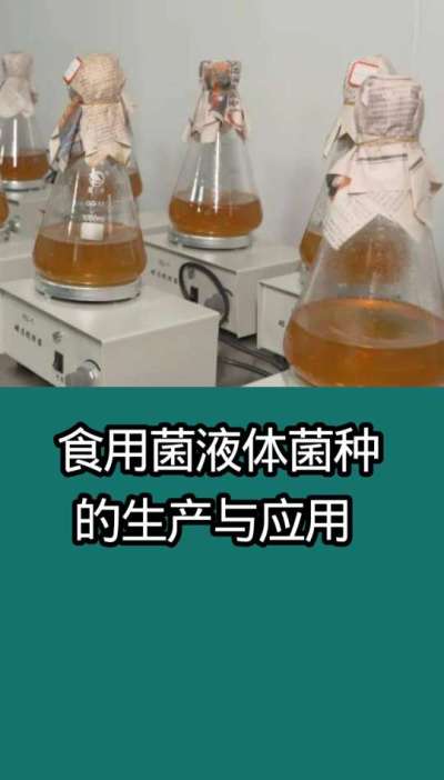 食用菌液体菌种的生产与应用