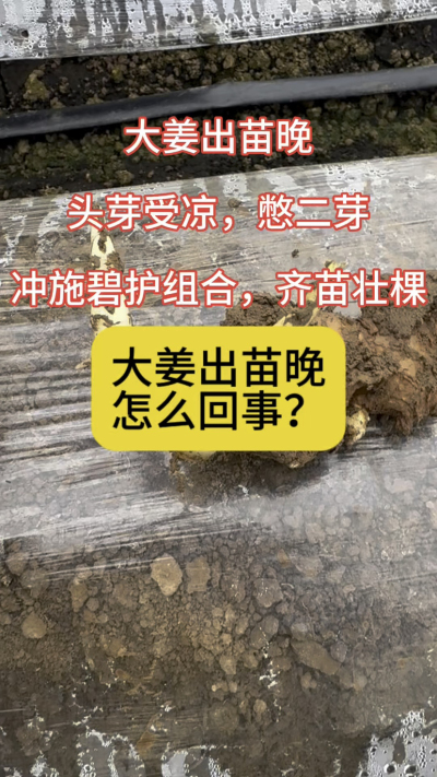 �󽪳���������ô������