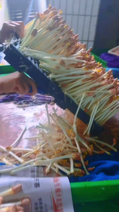 找了间空房子试种花生芽，头天弄50斤，一早被熟客订光；第二天加到100斤，没到中午就空了；第三天索性备了200斤，结果还是不够分。

来拿芽子的阿姨说：&ldquo;你这芽子嫩得能掐出水，我那小摊子全靠它拉回头客