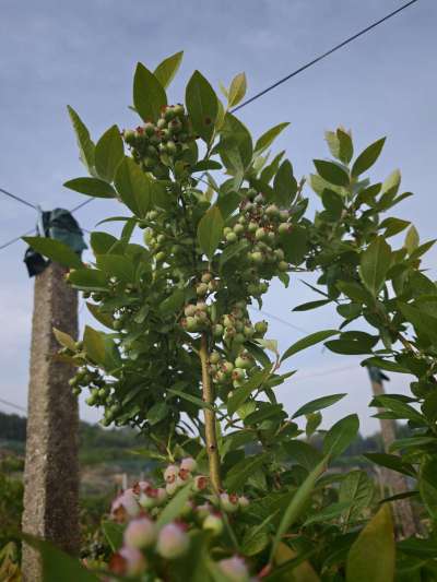 ������ݮ��