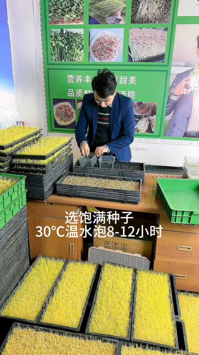 8秒看懂芽苗菜种植，就这几步：选好种、泡够时、铺匀了、勤喷水，不用土不费事儿，新手也能种得绿油油。想试试的，跟着做准成～