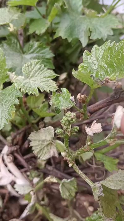 。巨峰葡萄苗。2000棵。低价处理。需要联系18534302961