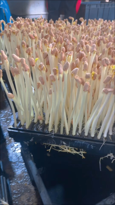 室内种花生芽这事儿，我琢磨透了&mdash;&mdash;一年四季都能出，没有淡旺季的愁；不用起早贪黑遭罪，一个人守着小空间就转得开。

咱普通人想整个稳当小营生，这不就是个实在路子？

你要是也动了心思，给亦玖点个红心、加