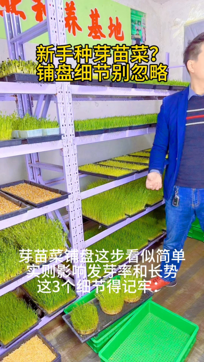 在芽苗菜种植中，铺盘是影响出苗质量的关键环节，看似简单却藏着不少技术要点：

1. 容器选择：优先选用带小孔的浅盘，保证排水性，避免积水导致种子腐烂。

2. 基质铺设：底层铺湿润的纱布或无纺布，厚度