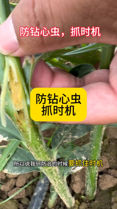 防钻心虫，抓时机