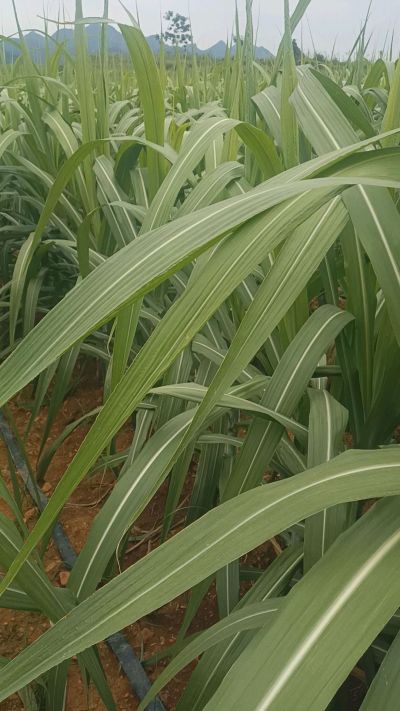 黑甘蔗种植过程