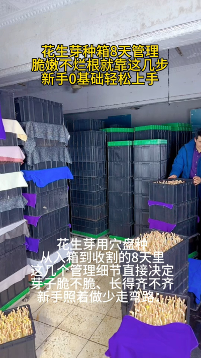 前阵子教邻居用穴盘种花生芽，他第5天就来电话，说芽子烂了一半，急得不行。一问才知道，他第4天没注意箱盖透光，芽子见光发红，还总担心缺水使劲浇水，这不就烂根了嘛。

其实这8天的管理真得按阶段来：头3天
