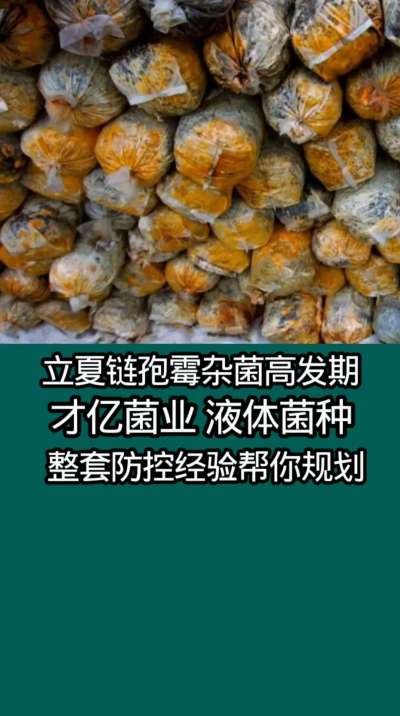 立夏链孢霉杂菌高发期，才亿菌业液体菌种整套防控经验帮你规划。