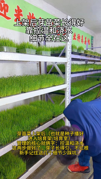 前阵子给学员线上指导，有个大姐发来照片：芽苗菜茎秆细得像线，还烂了一半。一问才知道，她上架后光想着多浇水长得快，正午大太阳下还往芽盘上泼冷水，不烂根才怪。

其实芽苗菜上架后，控温和浇水这俩细节，比啥
