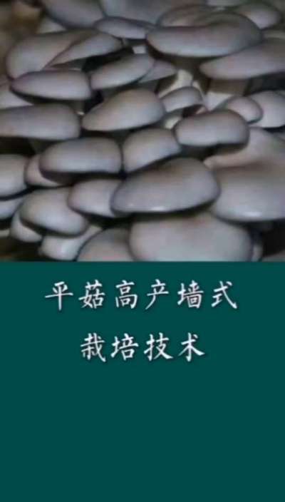 平菇高产墙式栽培技术