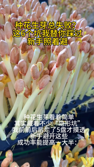 家人们，种花生芽千万别凭感觉来！我前阵子连着烂了5盘，才把这些坑给摸透了，今天全给你们说清楚，新手照着避，成功率能高一大半。
第一个坑，种子别瞎选！陈年旧种千万别用，我试过一次，一百粒就出了二十来棵，