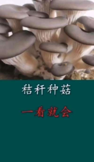 秸秆种菇 一看就会