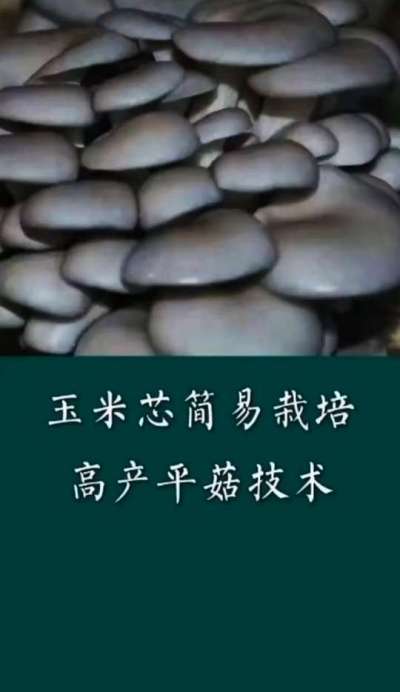 玉米芯简易栽培平菇技术