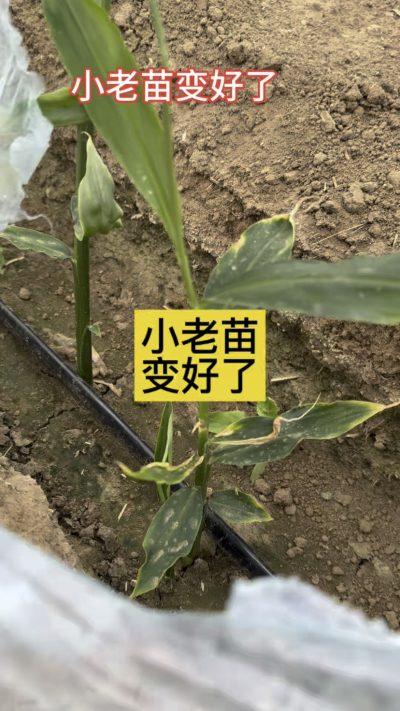 小老苗变好了！