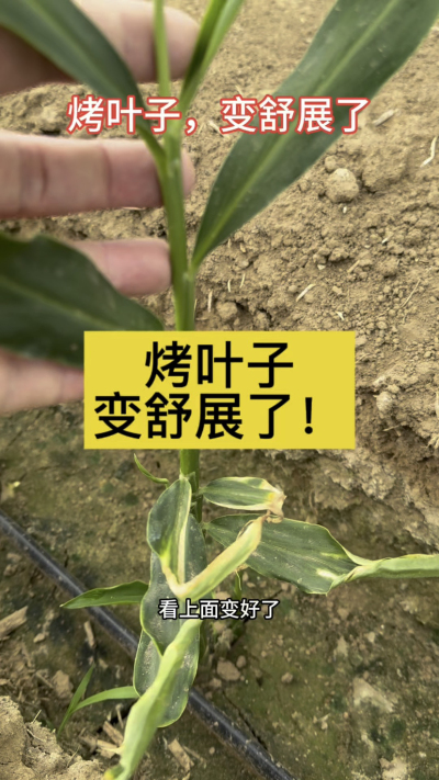 烤叶子变舒展了！