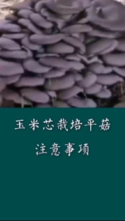 玉米芯栽培平菇注意事项