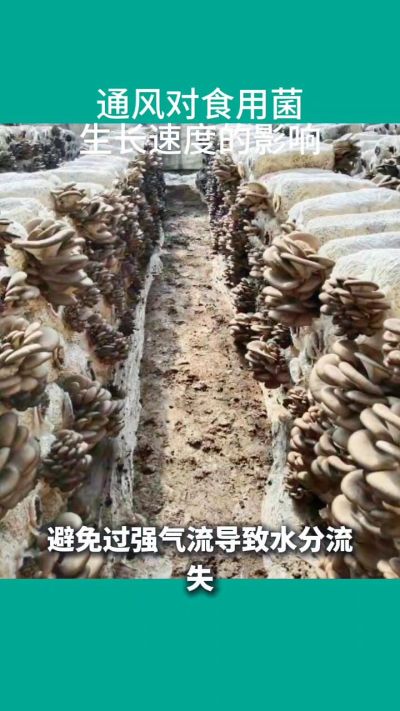 通风对食用菌生长速度的影响