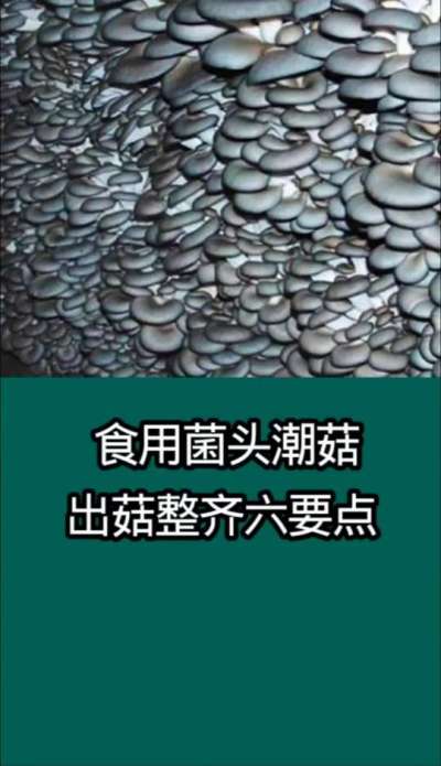 食用菌头潮菇整齐出菇六要点