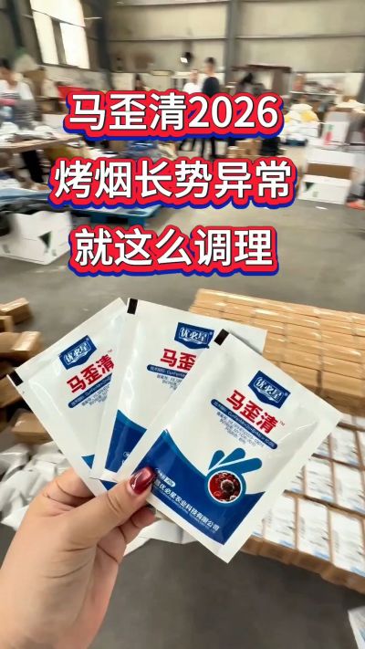 湖南郴州老镇烤烟中后期，最后用上一遍马歪清。一袋一桶水，叶面均匀喷雾，叶片长得干净舒展，整株长势匀称又整齐。