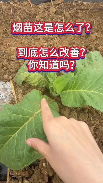 烟苗这是怎么了？到底怎么改善？你知道吗？