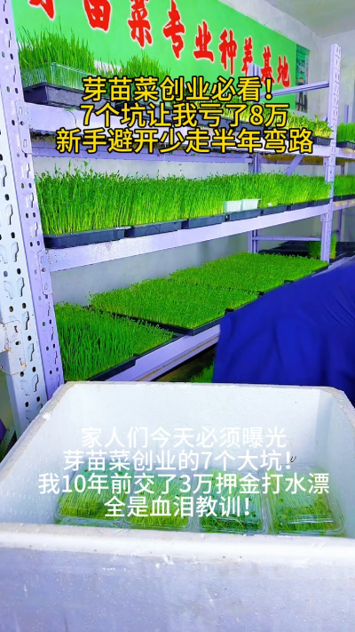&ldquo;芽苗菜创业的水有多深？我用3万押金买的教训告诉你：
⚠️ 签&lsquo;包回收&rsquo;合同前，先问他敢不敢按市场价签？
⚠️ 说&lsquo;零经验3天回本&rsquo;的，直接拉黑！
⚠️ 高价卖种子设备的，都是赚快钱的！

现在我把这