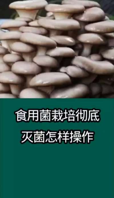 食用菌栽培彻底灭菌怎么操作