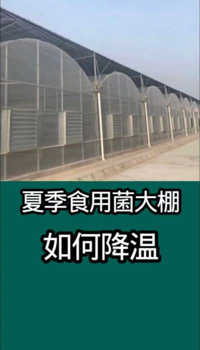 夏季食用菌大棚如何降温