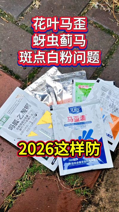 斑点白粉、花叶马歪、蚜虫蓟马，2026这个防