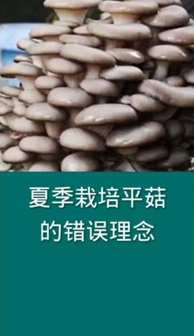 夏季栽培平菇错误理念