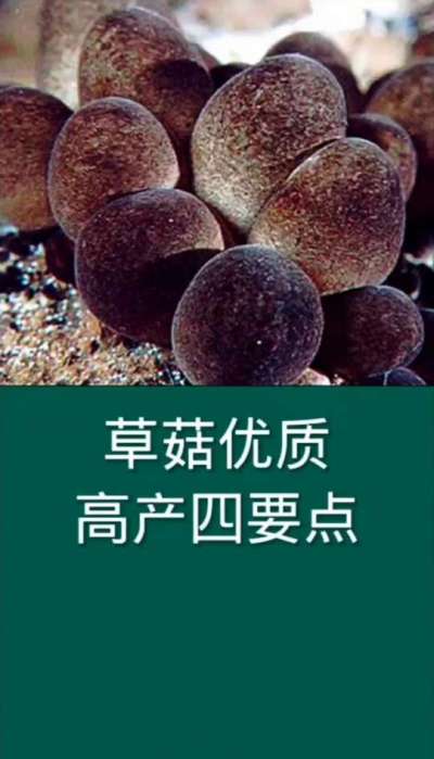 草菇优质高产四要点
