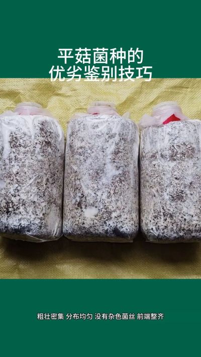 平菇菌种的优劣鉴别技巧
