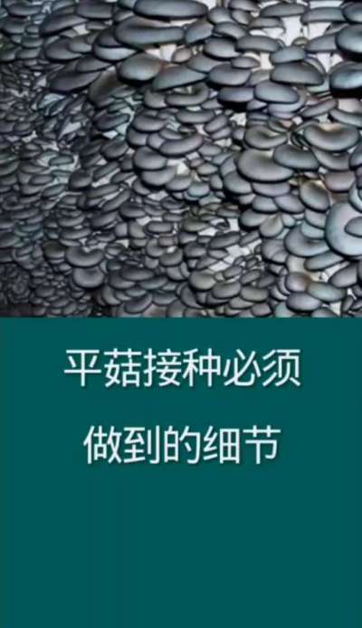 平菇接种必须做到的细节