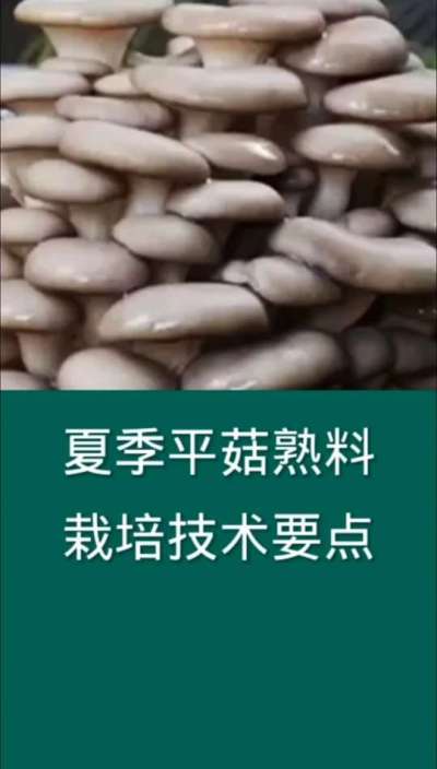 夏季平菇熟料栽培技术要点