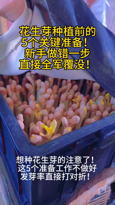 花生芽种植前的5个致命误区，你中招了吗？
⚠️ 用陈种子：发芽率不到30%
⚠️ 不晒种：烂根率高达50%
⚠️ 容器带油污：全军覆没
我把这些血泪教训整理成5步清单，新手照做少走弯路！
你种芽菜遇到