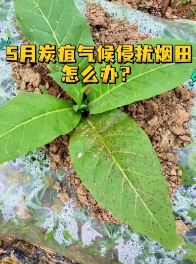 温馨提示[太阳]
5月底高温高湿，气候斑，炭疽病相继爆发。一定要提前预防！！
​捍卫烟田健康：推荐用这套预防方案！
​苯醚甲环唑+吡唑醚菌酯+春雷霉素+噻虫嗪+红钾。
​抑制病菌复制，补充烟株所需养分