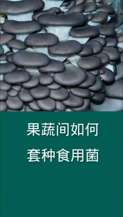 果蔬间如何套种食用菌