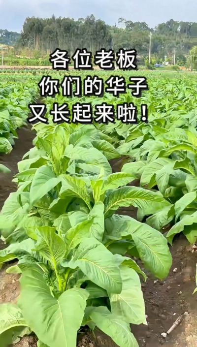 各位老板，你们的华子又长起来啦！