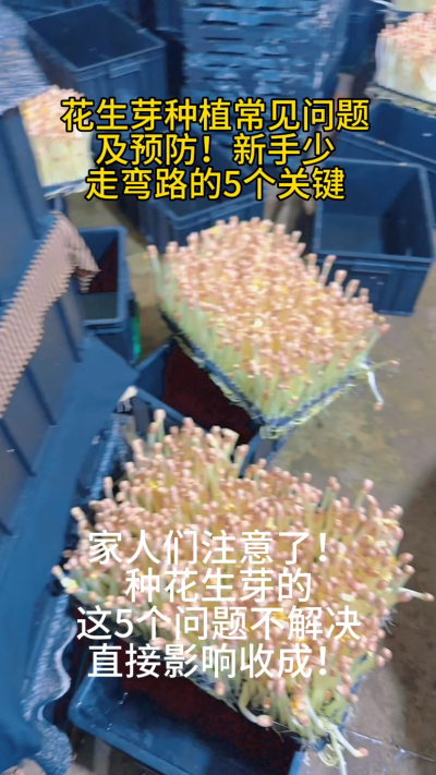 花生芽种植的5大天敌，你遇到过几个？
⚠️ 烂根：湿度高+温度不稳
⚠️ 发芽率低：陈种子+泡种超时
⚠️ 长不高：密度大+缺光照
⚠️ 纤维化：采收晚+高温
⚠️ 病虫害：环境脏+不通风
我整理了《