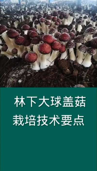 林下大球盖菇栽培技术要点