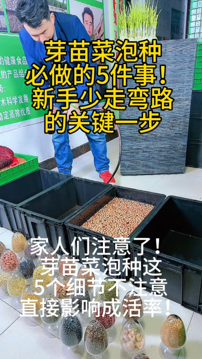 芽苗菜泡种的5大致命误区，你中招了吗？
⚠️ 用陈种子：发芽率不到30%
⚠️ 不晒种：烂根率高达50%
⚠️ 容器带油污：全军覆没
⚠️ 水温过冷过热：影响发芽
⚠️ 不消毒：病菌滋生
我把这些血泪